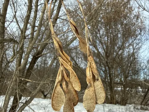Клен ясенелистий