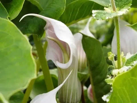 Arisaema candidissimum