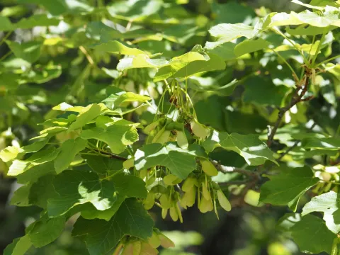 Italian maple