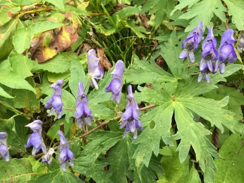 Aconitum senanense