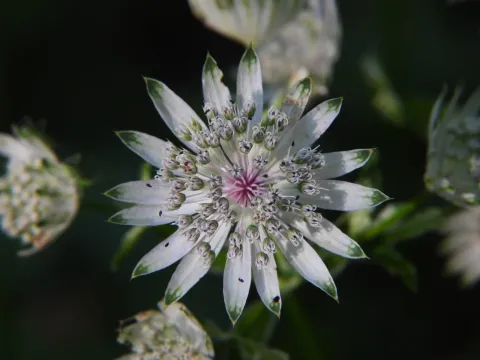 Masterwort