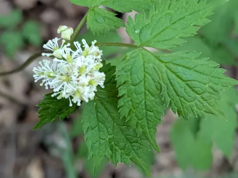 Baneberry