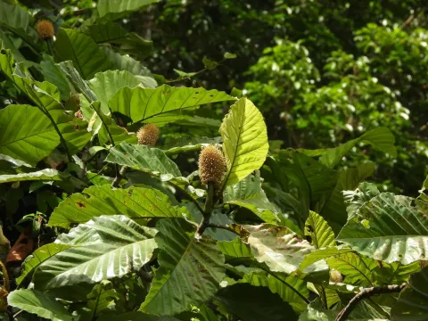 Artocarpus elasticus