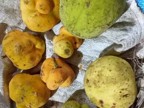 Artocarpus lacucha