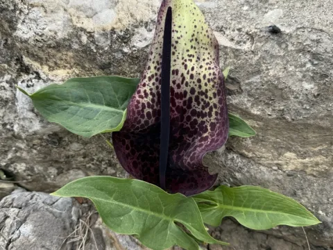Аронник Діоскорида
