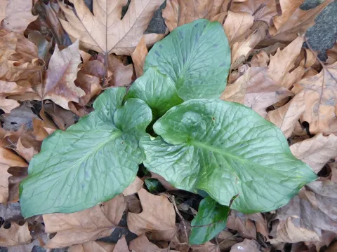 Cuckoo pint