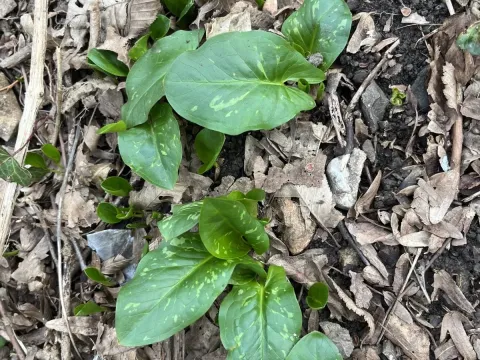 Eastern Cuckoo-pint