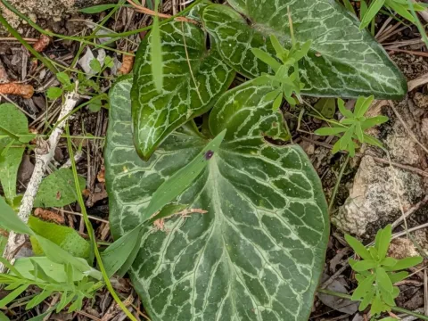 Arum pictum