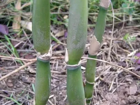 Pseudosasa amabilis