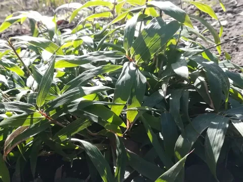 Арундинарія низька