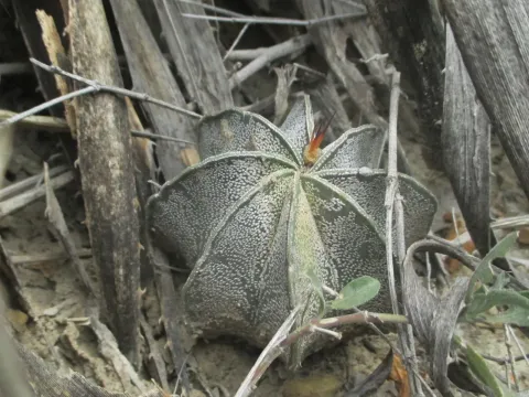 Astrophytum