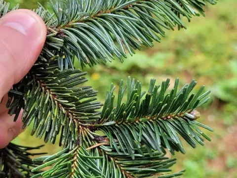 Hickel's fir