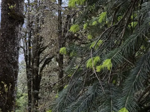 Pindrow fir