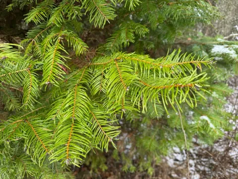 Fir