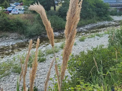 Arundo plinii