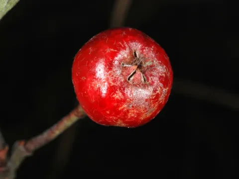 Aronia