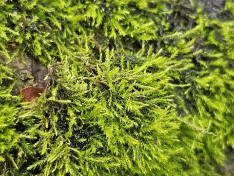 Amblystegium