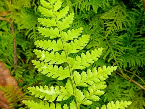 Athyrium