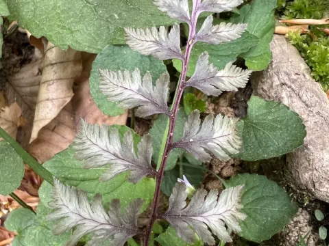 Anisocampium