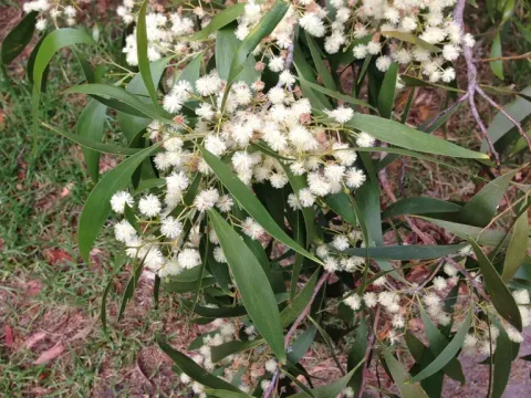 Hickory wattle