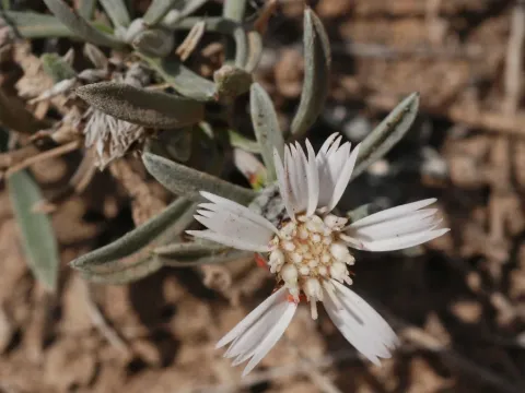 Atractylis