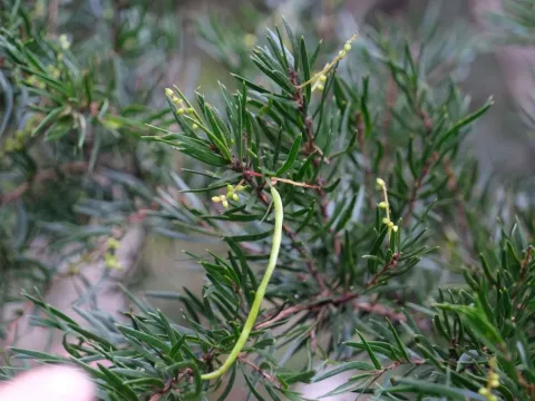 Rice's Wattle