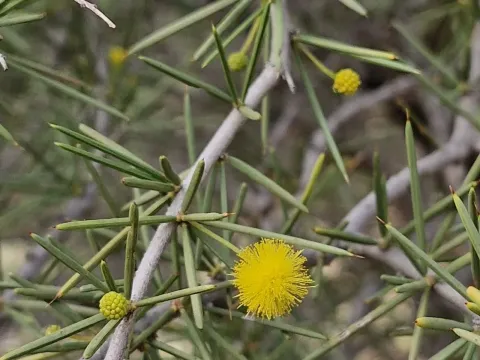 Acacia tetragonophylla