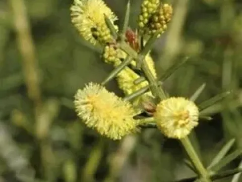 Acacia tenuifolia