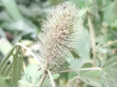 Acalypha alopecuroides