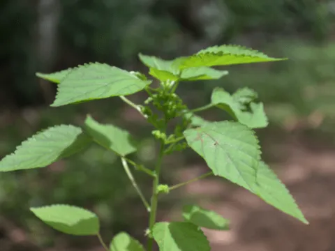 Acalypha boehmerioides