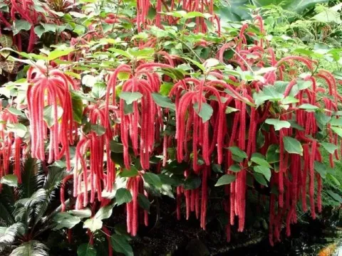 Acalypha carpinifolia