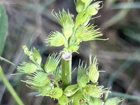 Acalypha ciliata