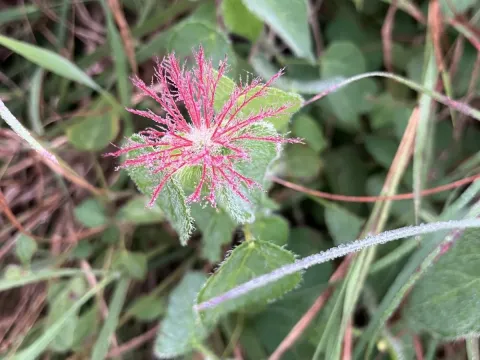 Acalypha villicaulis