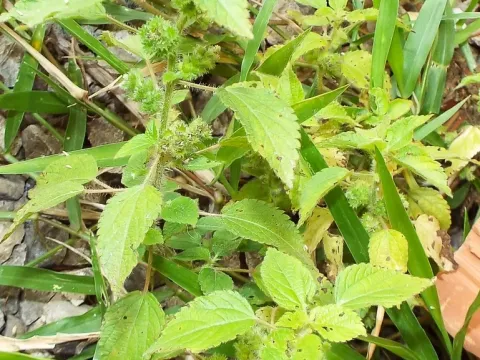 Acalypha poirettii