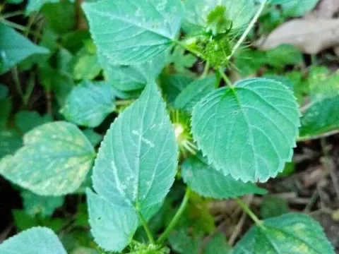 Акалифа многоколосая