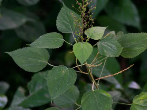 Acalypha racemosa