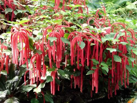 Acalypha schiedana