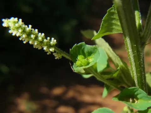 Acalypha segetalis