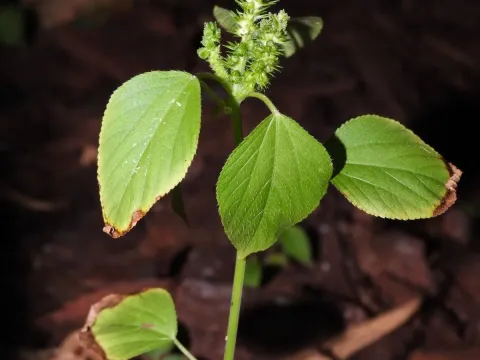 Acalypha setosa