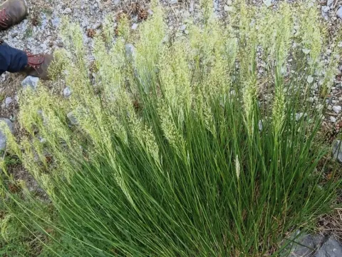 Feather grass