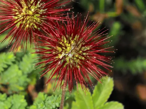 Acaena ovalifolia