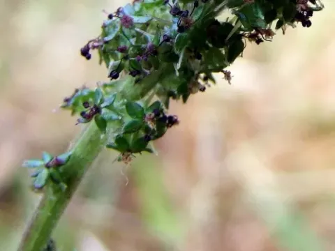 Sheep's burr