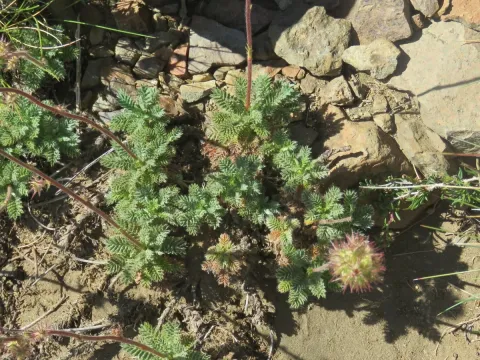 Acaena pinnatifida