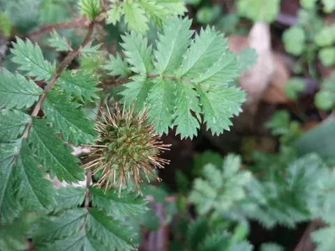Acaena viridior