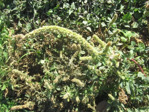 Щириця (Амніда)