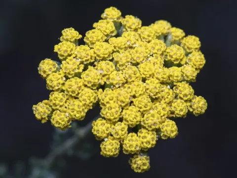 Тысячелистник агератовый