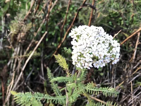 Northern yarrow