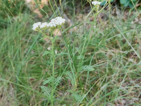Achillea distans