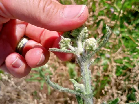 Achillea setacea