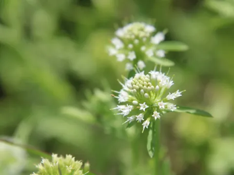 Acicarpha